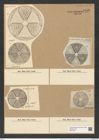 Actinoptychus seductilis A. schm. (de-Toni-Nr.: Genus 227, Species 5586) Zeichnungen Sammlung Grunow Nr. 9483 (NHMW-BOT-W0379455)
